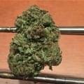 Bubba OG Kush