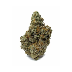 SHERBACIO | INDICA