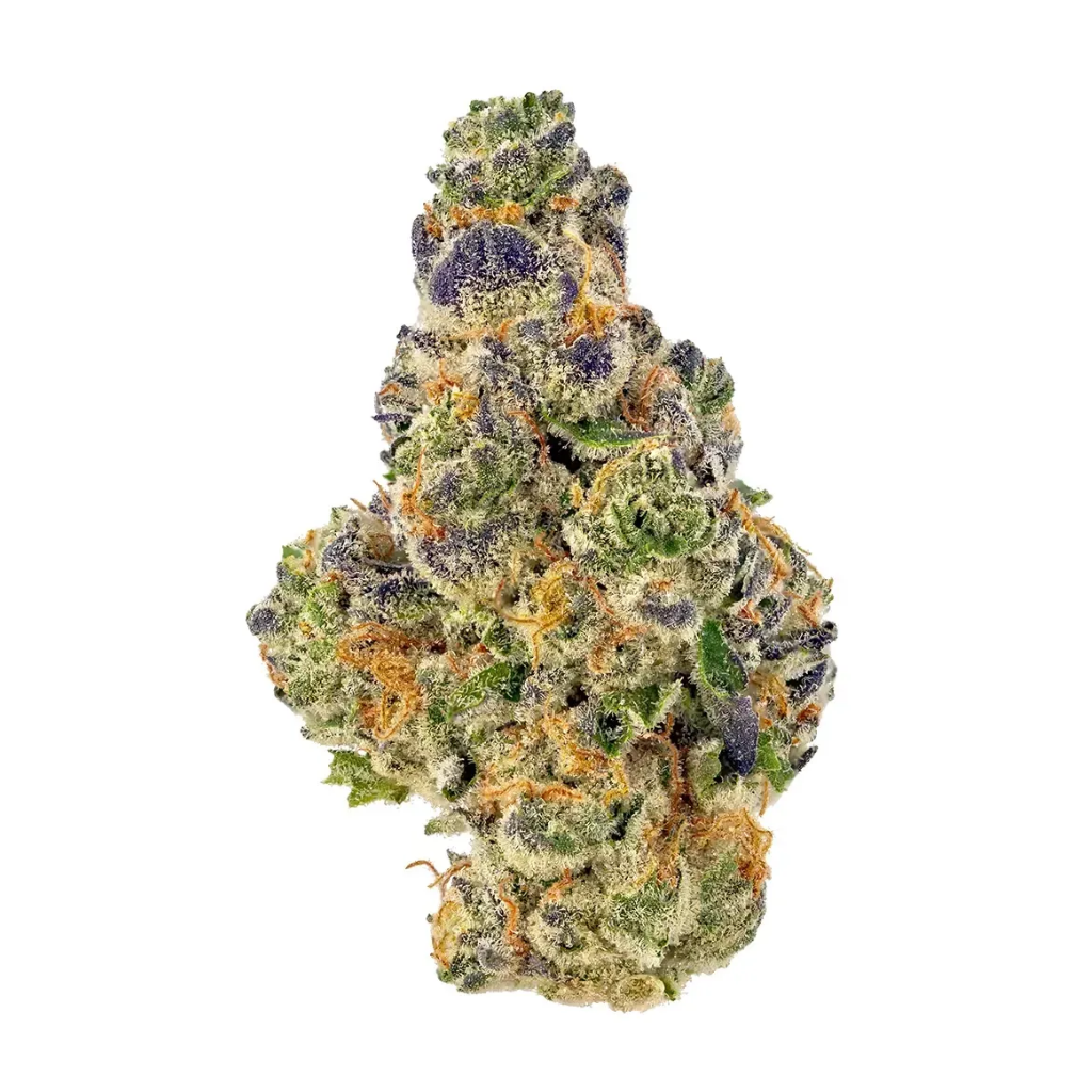 Gelato Cream Pie Hybrid